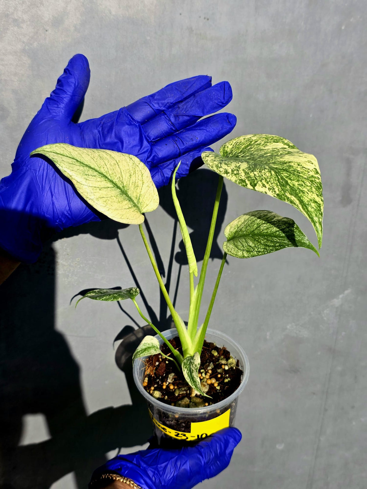 Variegated Monstera Deliciosa Mint - Rare Mint Monstera - (June-23-10)