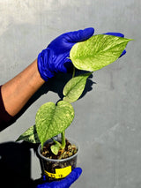 Variegated Monstera Deliciosa Mint - Rare Mint Monstera - (June-23-12)