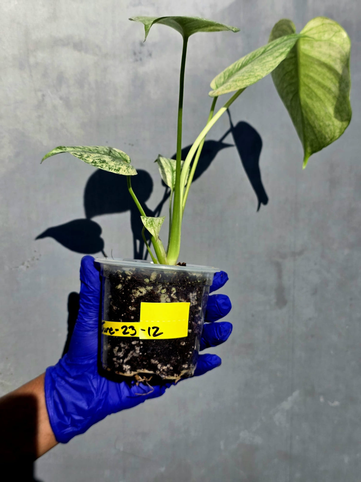 Variegated Monstera Deliciosa Mint - Rare Mint Monstera - (June-23-12)