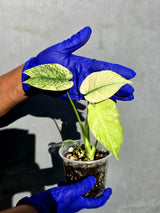 Variegated Monstera Deliciosa Mint - Rare Mint Monstera - (June-23-14)
