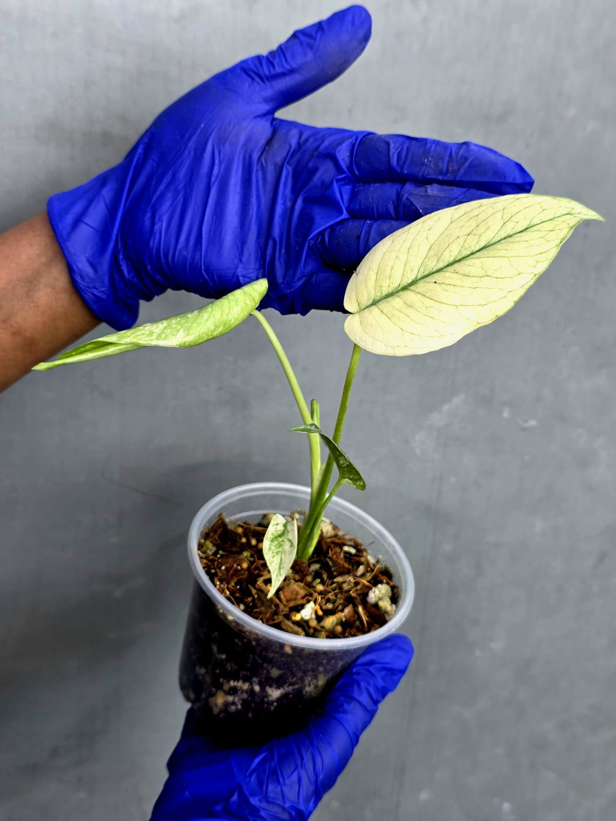 Variegated Monstera Deliciosa Mint Live Plant - Rare Mint Monstera - (June-22-43)