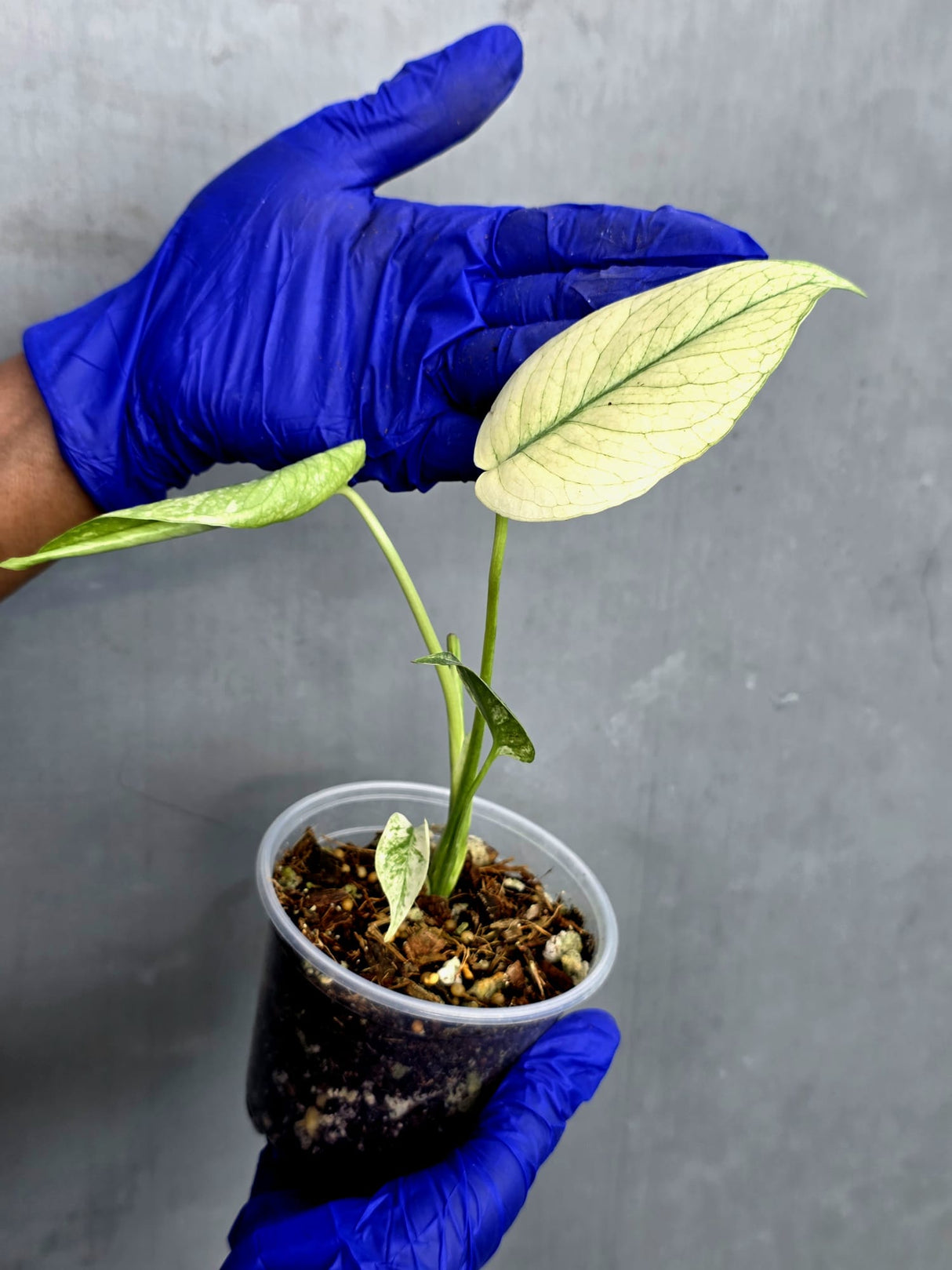 Variegated Monstera Deliciosa Mint Live Plant - Rare Mint Monstera - (June-22-43)