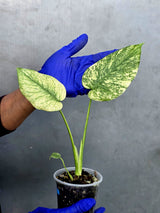 Variegated Monstera Deliciosa Mint Live Plant - Rare Mint Monstera - (June-22-45)