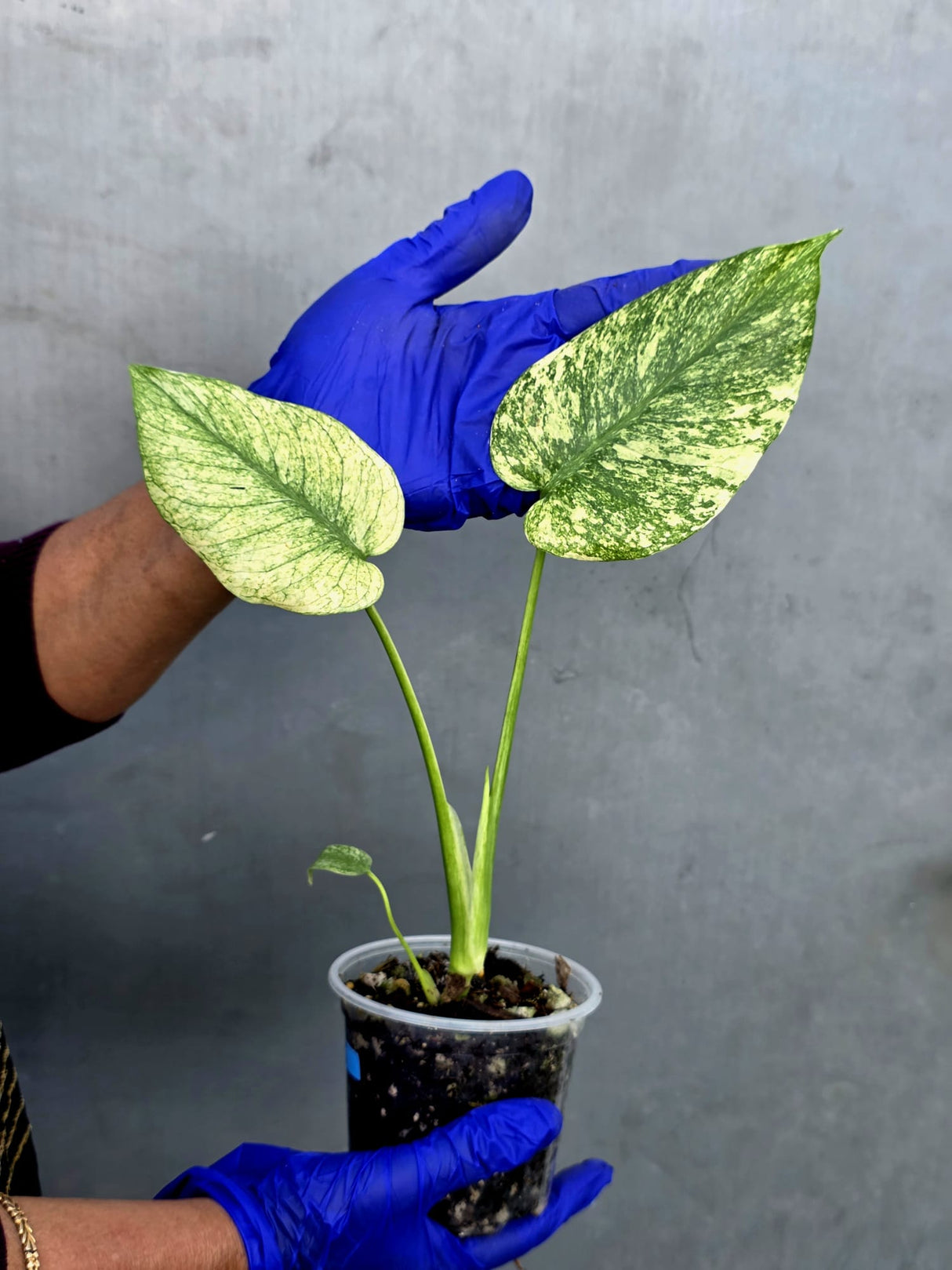 Variegated Monstera Deliciosa Mint Live Plant - Rare Mint Monstera - (June-22-45)