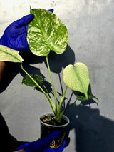 Variegated Monstera Deliciosa Mint - Rare Mint Monstera - (June-23-46)