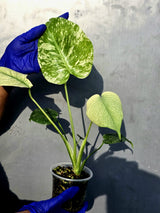 Variegated Monstera Deliciosa Mint - Rare Mint Monstera - (June-23-46)