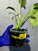 Variegated Monstera Deliciosa Mint - Rare Mint Monstera - (June-23-46)