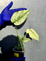 Variegated Monstera Deliciosa Mint - Rare Mint Monstera - (June-23-44)