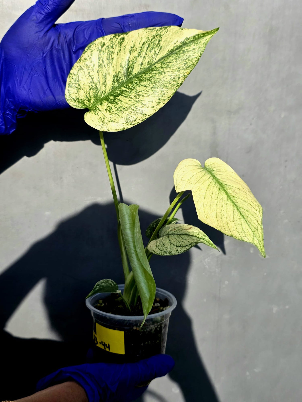 Variegated Monstera Deliciosa Mint - Rare Mint Monstera - (June-23-44)