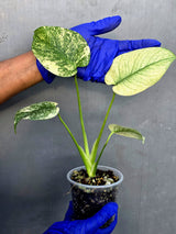 Variegated Monstera Deliciosa Mint - Rare Mint Monstera - (June-23-26)