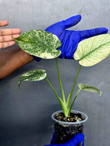 Variegated Monstera Deliciosa Mint - Rare Mint Monstera - (June-23-26)