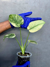 Variegated Monstera Deliciosa Mint - Rare Mint Monstera - (June-23-26)