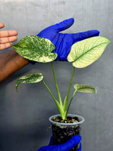 Variegated Monstera Deliciosa Mint - Rare Mint Monstera - (June-23-26)