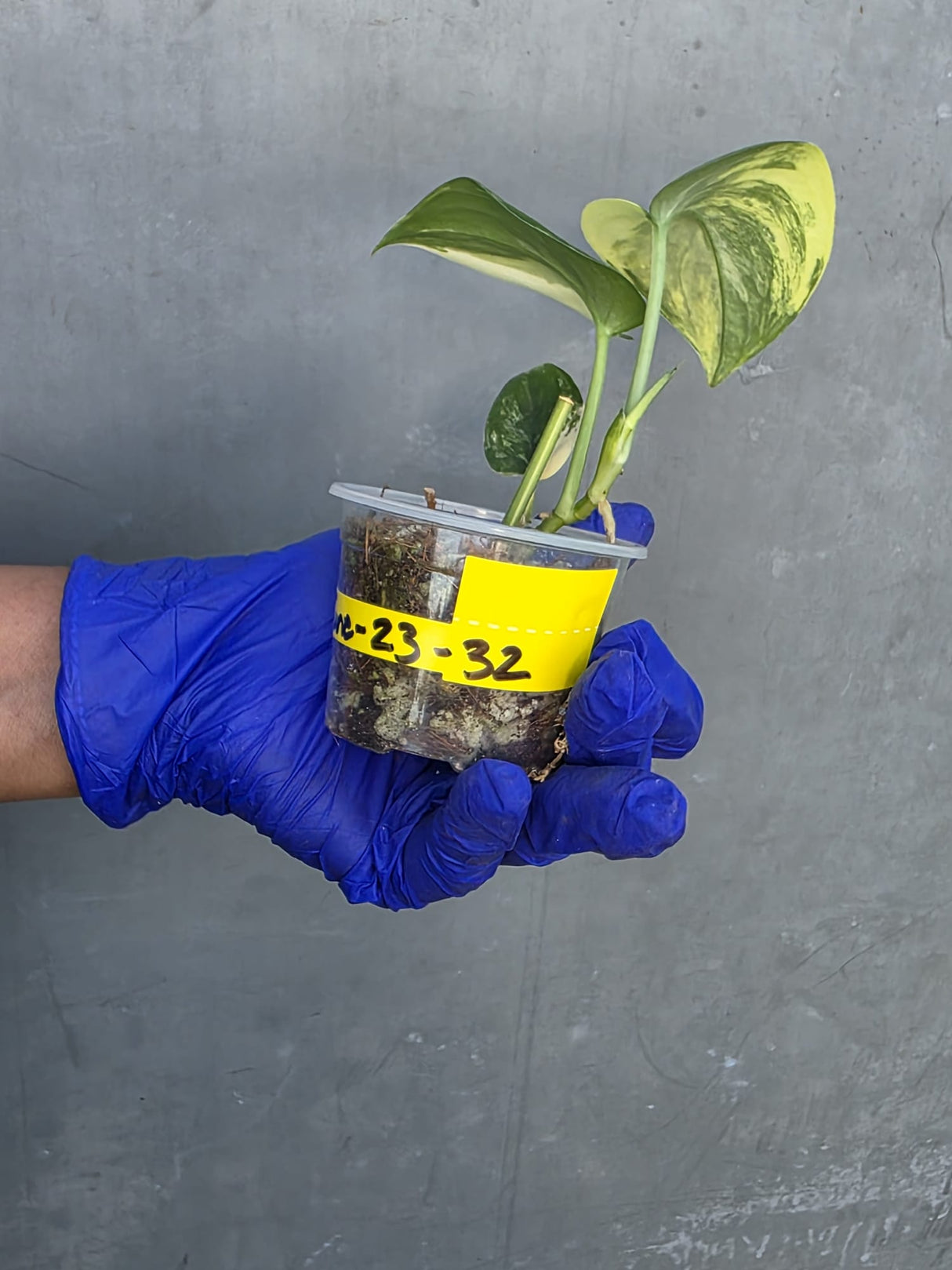 Scindapsus Jade Satin Variegated - Rare EXACT Plant - (June-23-32)