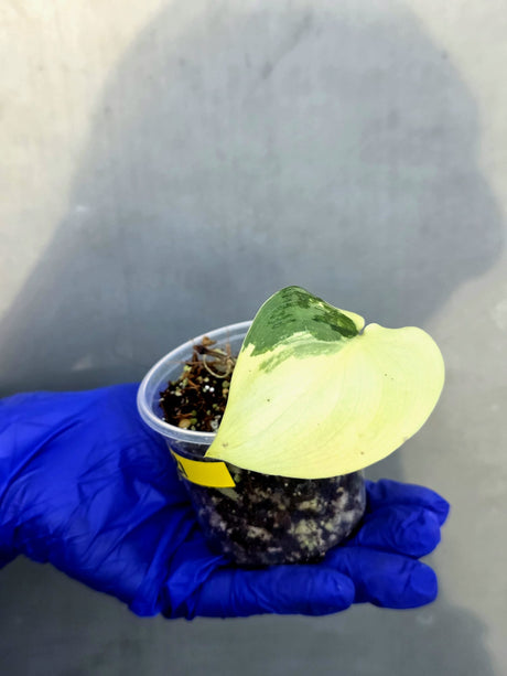 Scindapsus Jade Satin Variegated - Rare EXACT Plant - (June-23-21)