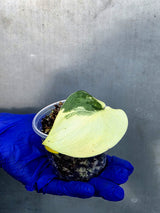 Scindapsus Jade Satin Variegated - Rare EXACT Plant - (June-23-21)