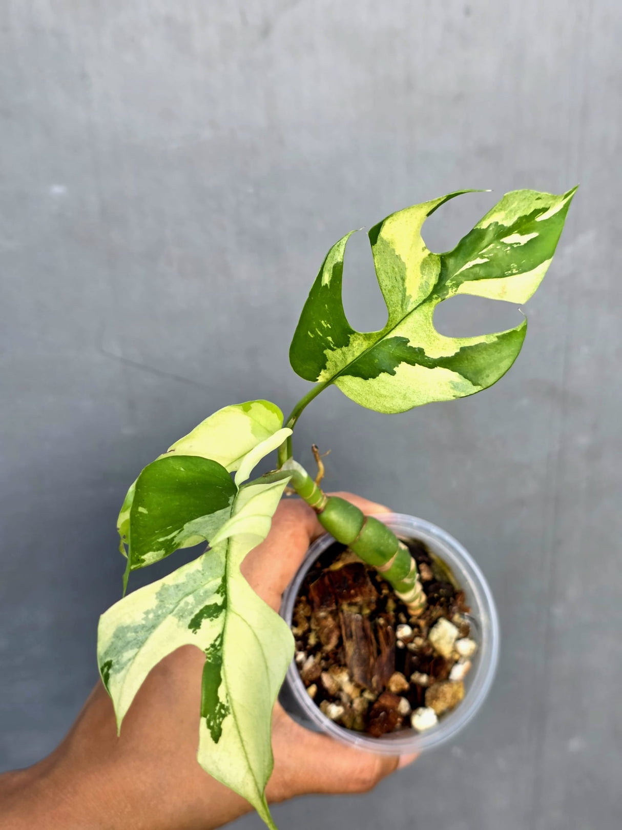 Variegated Rhaphidophora Tetrasperma Albo - Rare Exact Plant - (June-23-31)