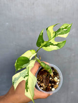 Variegated Rhaphidophora Tetrasperma Albo - Rare Exact Plant - (June-23-31)