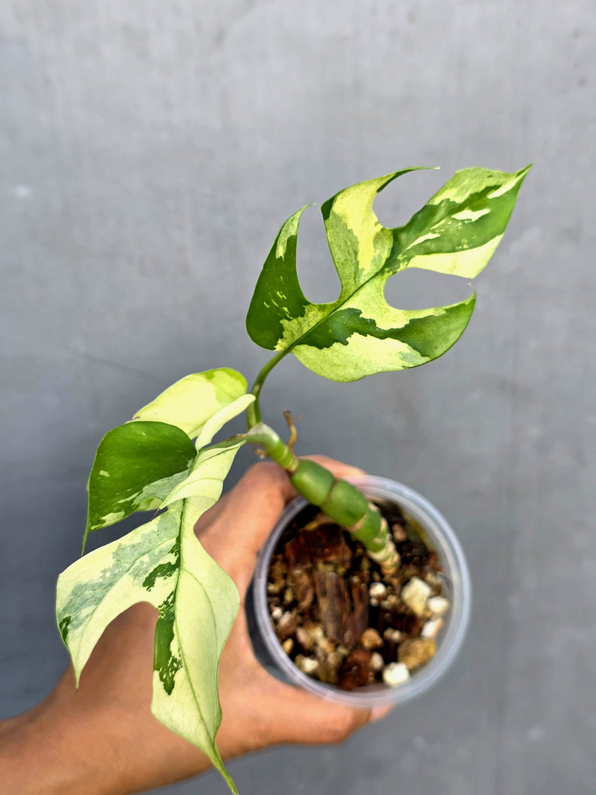 Variegated Rhaphidophora Tetrasperma Albo - Rare Exact Plant - (June-23-31)