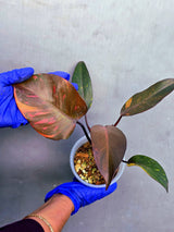 Variegated Philodendron Orange Princess - Rare Exact Plant (June-23-25)
