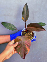 Variegated Philodendron Orange Princess - Rare Exact Plant (June-23-25)
