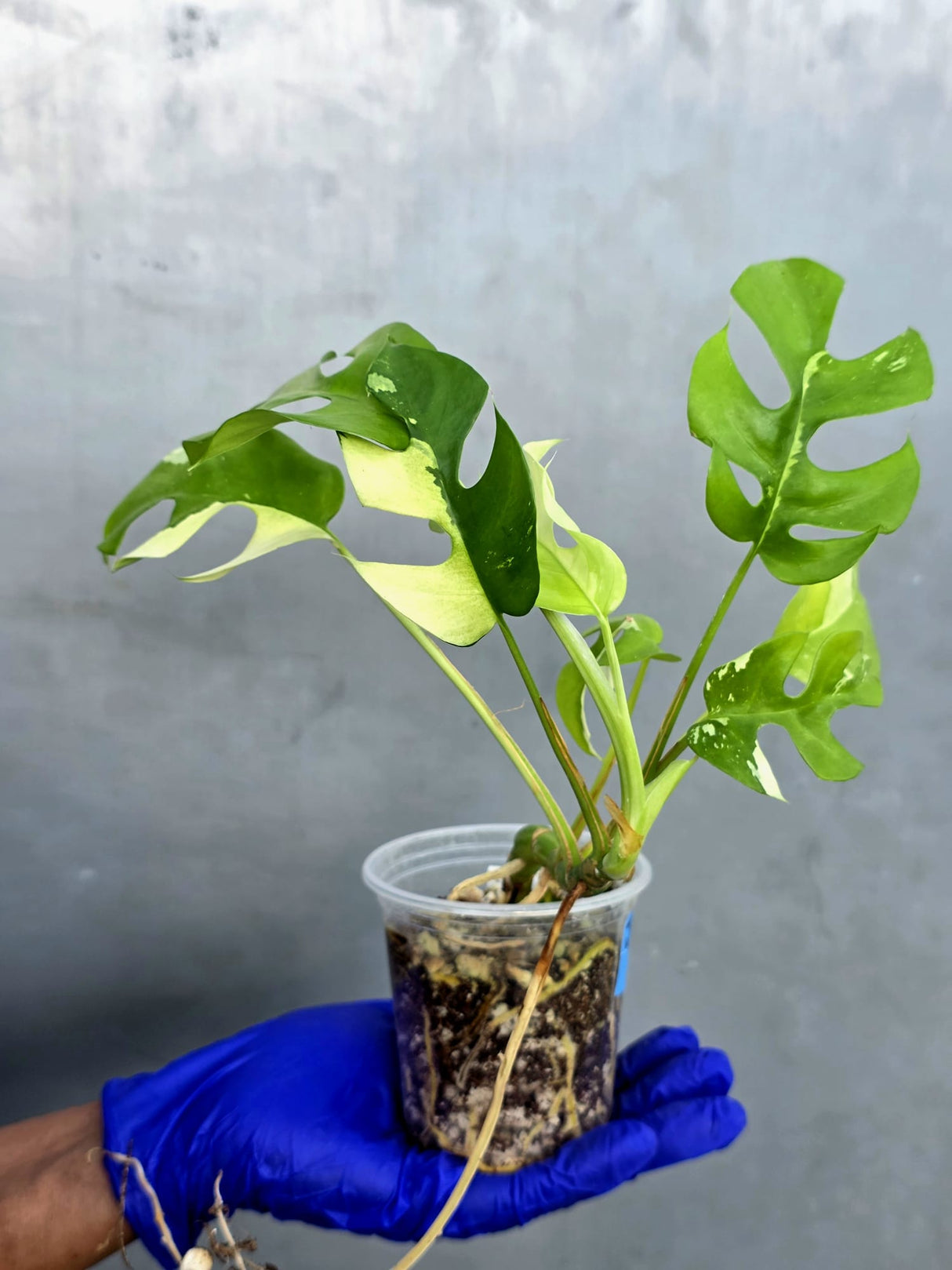 Variegated Rhaphidophora Tetrasperma Albo - Rare Plant - (June-22-39)