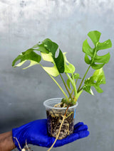 Variegated Rhaphidophora Tetrasperma Albo - Rare Plant - (June-22-39)