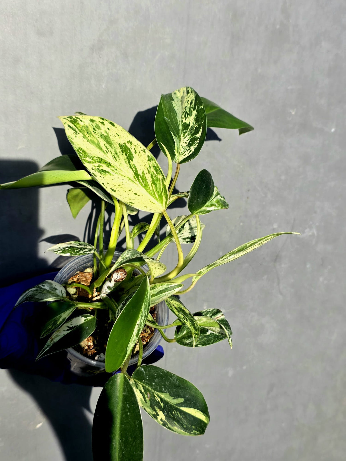 Philodendron Emerald Queen Variegated - Rare Exact Plant - (June-23-22)