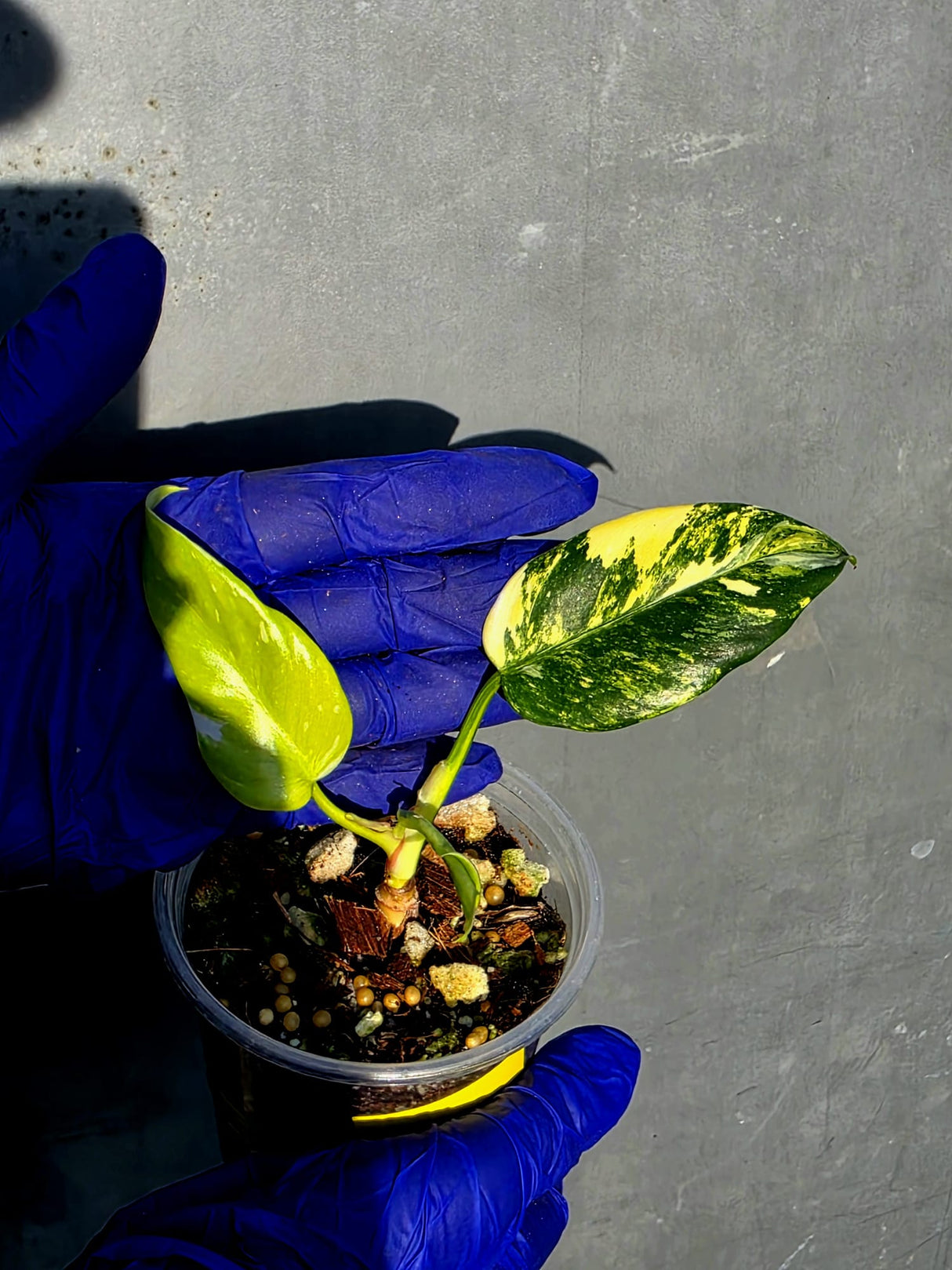 Variegated Philodendron White Princess Tricolor - Exact Plant - (June-23-20)