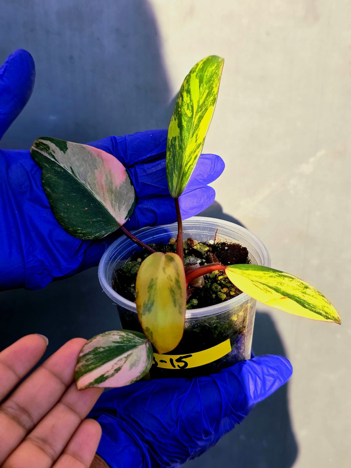 Variegated Philodendron Strawberry Shake - EXACT Plant - (June-23-15)