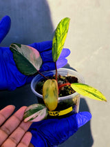 Variegated Philodendron Strawberry Shake - EXACT Plant - (June-23-15)