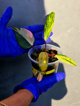 Variegated Philodendron Strawberry Shake - EXACT Plant - (June-23-15)
