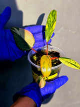 Variegated Philodendron Strawberry Shake - EXACT Plant - (June-23-15)