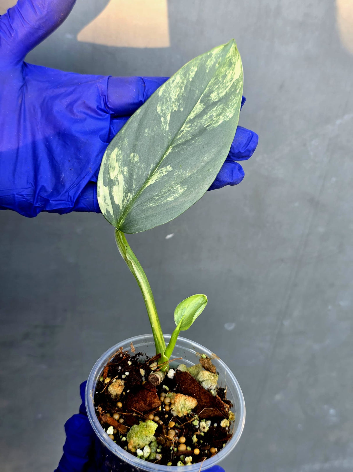 Philodendron Silver Sword Variegated - Rare Exact Plant - (June-21-09)