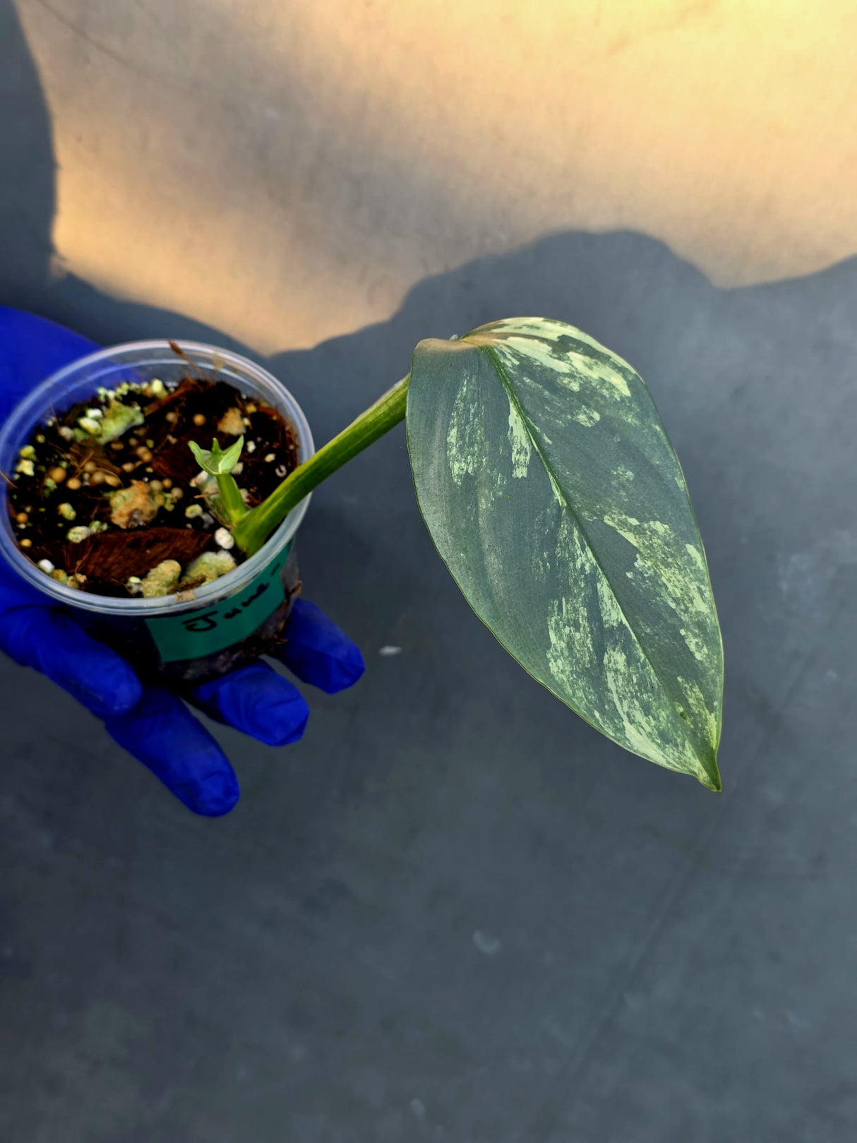 Philodendron Silver Sword Variegated - Rare Exact Plant - (June-21-09)