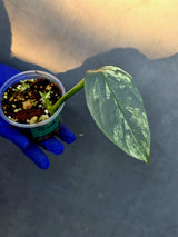 Philodendron Silver Sword Variegated - Rare Exact Plant - (June-21-09)