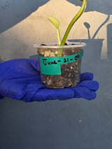Philodendron Silver Sword Variegated - Rare Exact Plant - (June-21-09)