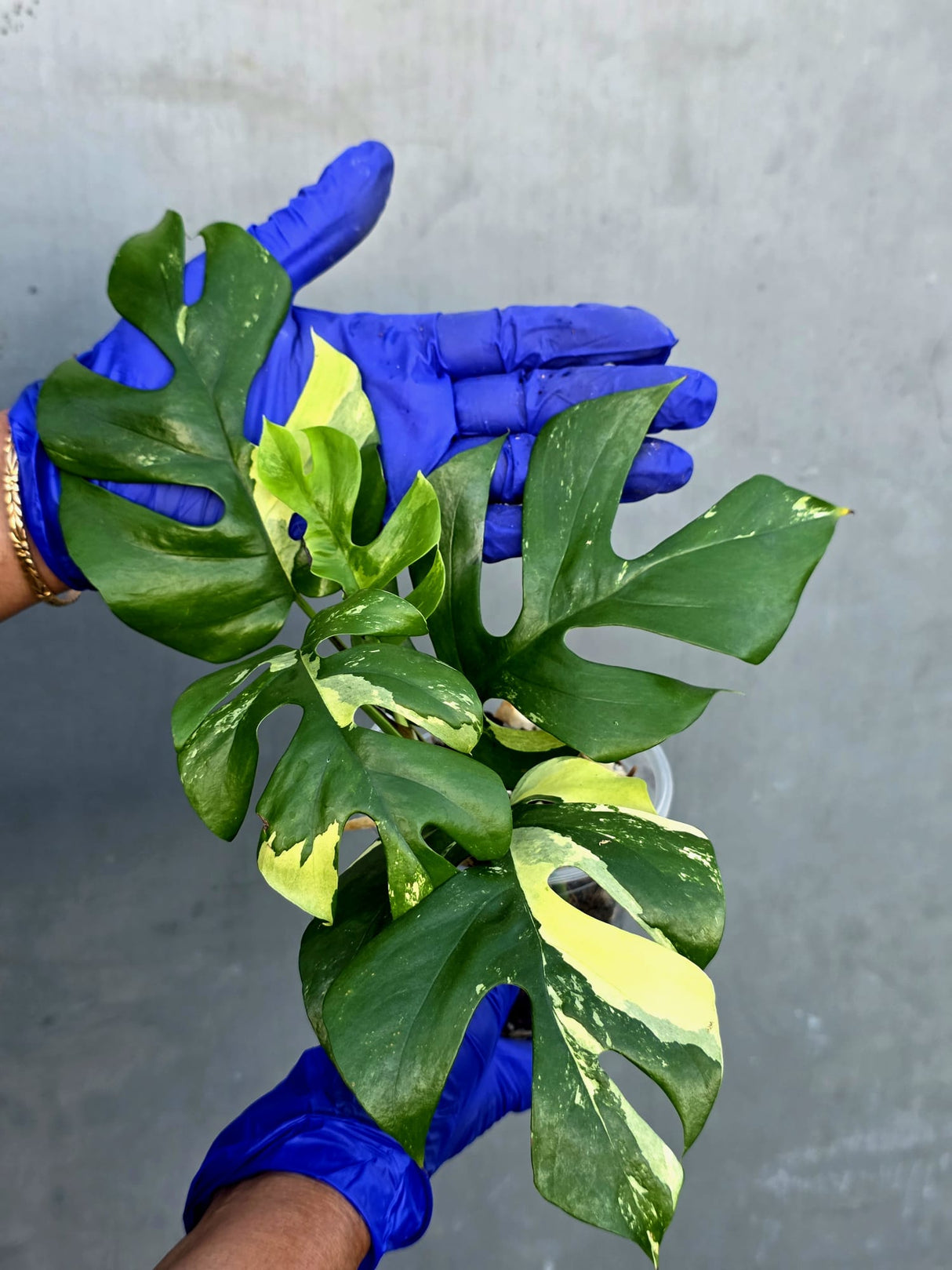 Variegated Rhaphidophora Tetrasperma Albo - Rare Exact Plant - (June-21-22)