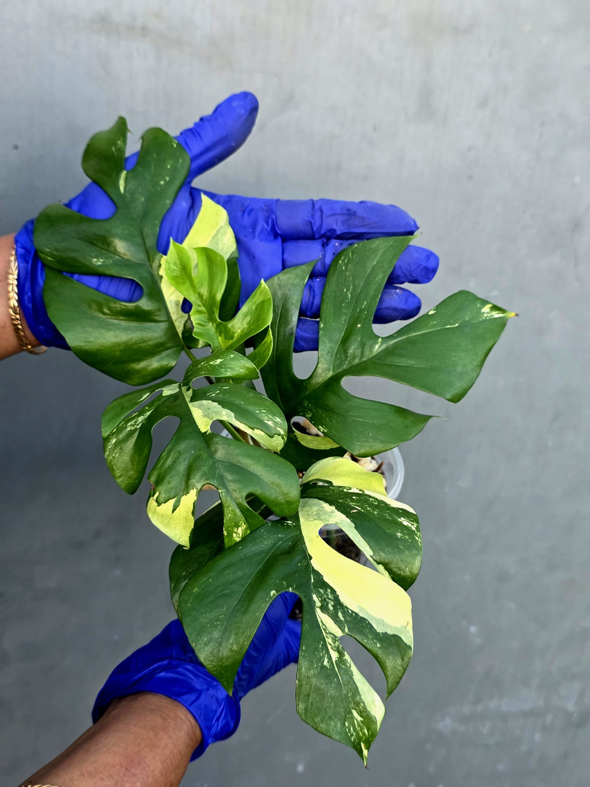 Variegated Rhaphidophora Tetrasperma Albo - Rare Exact Plant - (June-21-22)