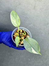 Philodendron Silver Sword Variegated - Rare Exact Plant - (June-21-19)