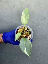 Philodendron Silver Sword Variegated - Rare Exact Plant - (June-21-19)
