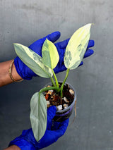 Philodendron Silver Sword Variegated - Rare Exact Plant - (June-21-25)