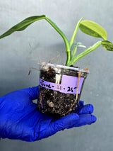 Philodendron Silver Sword Variegated - Rare Exact Plant - (June-21-25)
