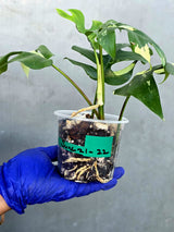 Variegated Rhaphidophora Tetrasperma Albo - Rare Exact Plant - (June-21-22)