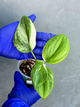 Scindapsus Moonlight Treubii Albo Variegated - Exact Plant - (June-21-18)