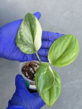 Scindapsus Moonlight Treubii Albo Variegated - Exact Plant - (June-21-18)