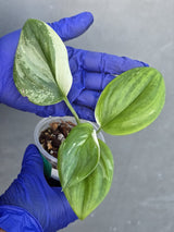 Scindapsus Moonlight Treubii Albo Variegated - Exact Plant - (June-21-18)