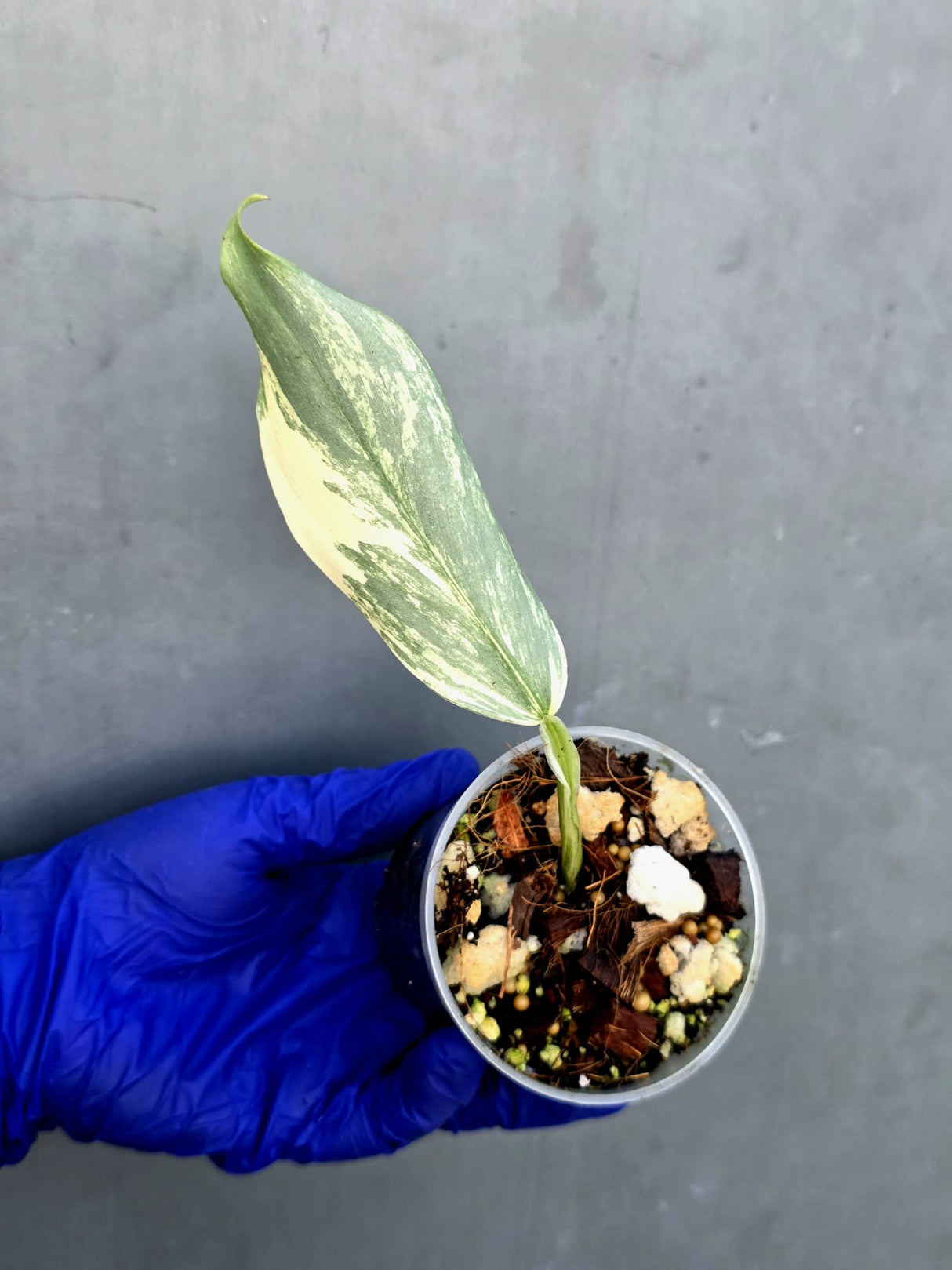 Philodendron Silver Sword Variegated - Rare Exact Plant - (June-21-29)