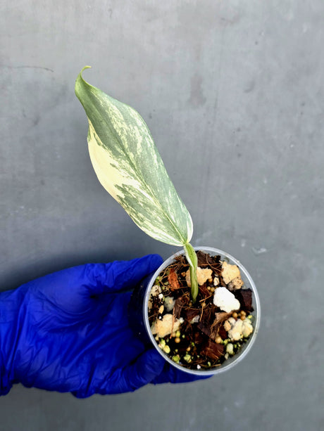 Philodendron Silver Sword Variegated - Rare Exact Plant - (June-21-29)