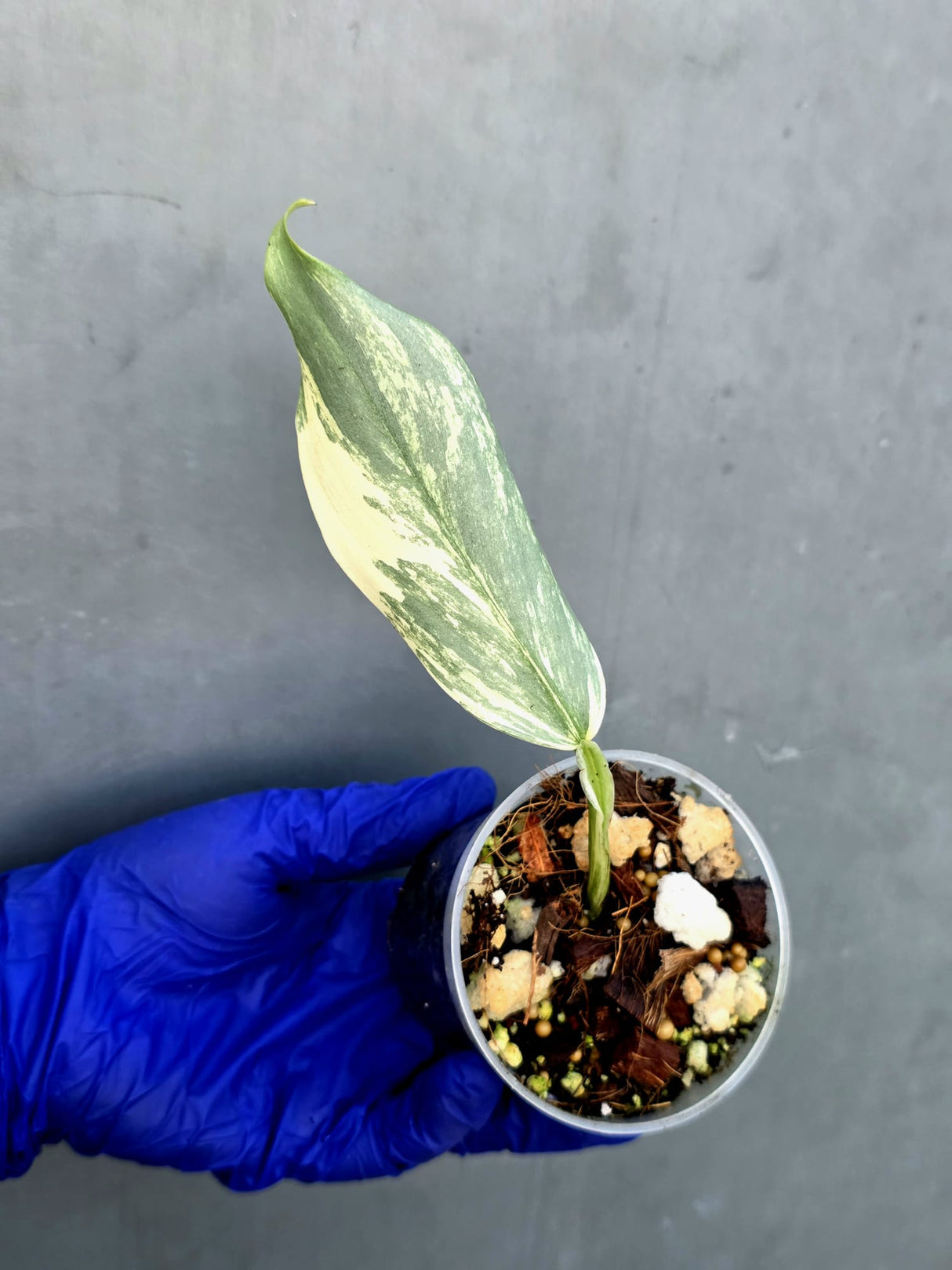 Philodendron Silver Sword Variegated - Rare Exact Plant - (June-21-29)